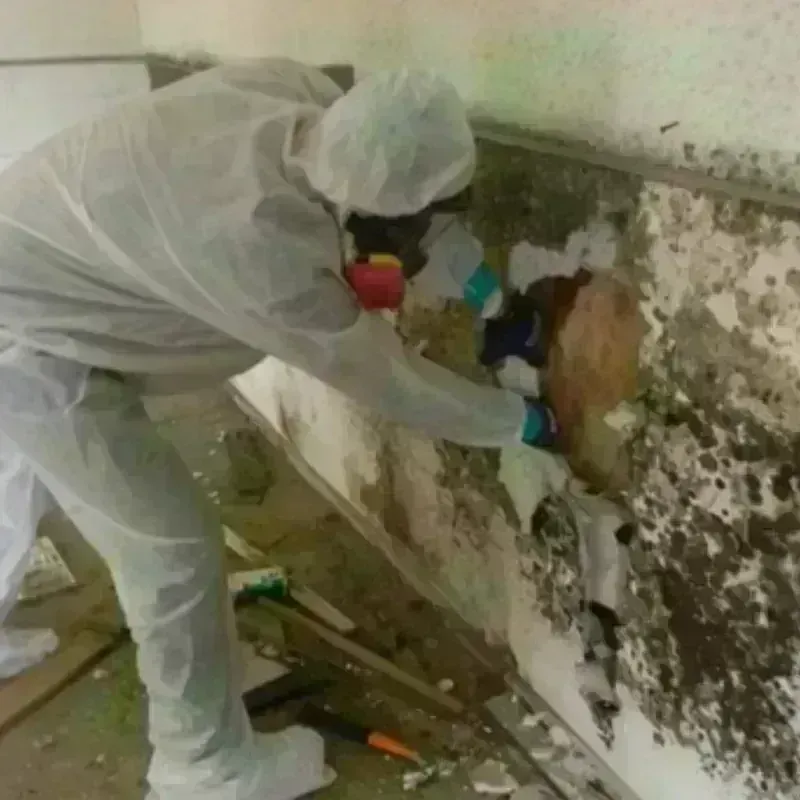 Mold Remediation and Removal in Hillsboro, MO